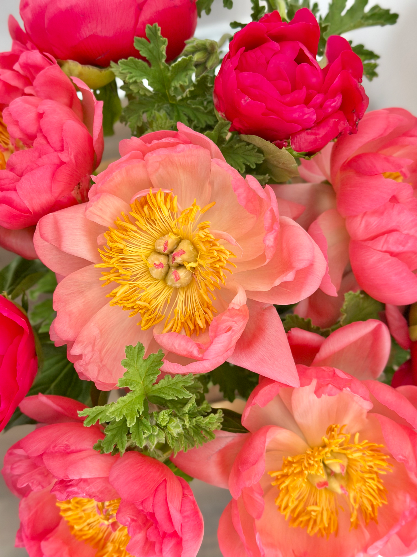 Peonies Please
