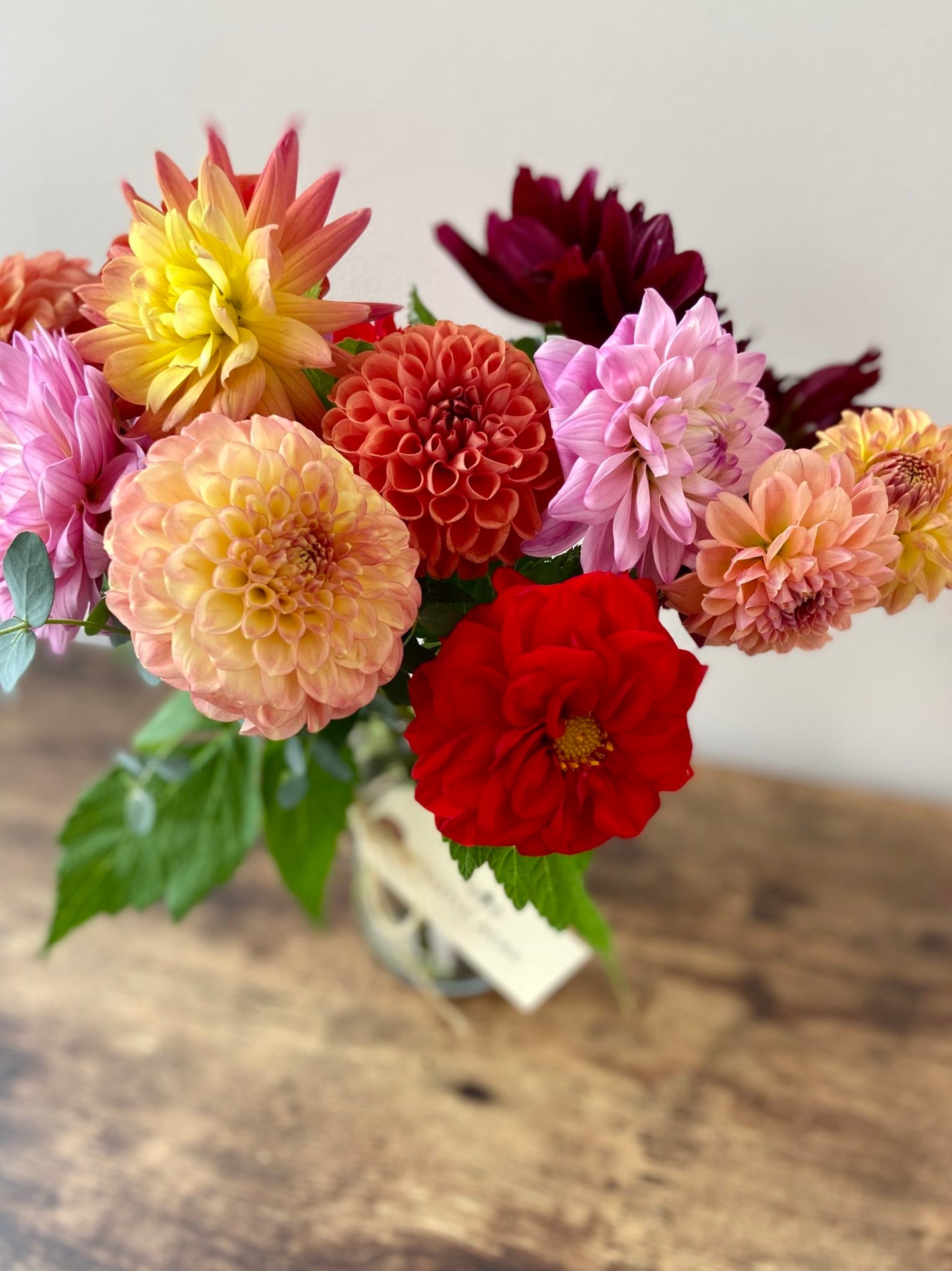 Dahlia 1