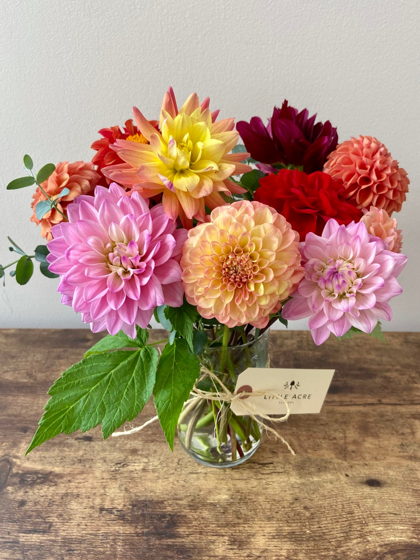 Dahlia 2