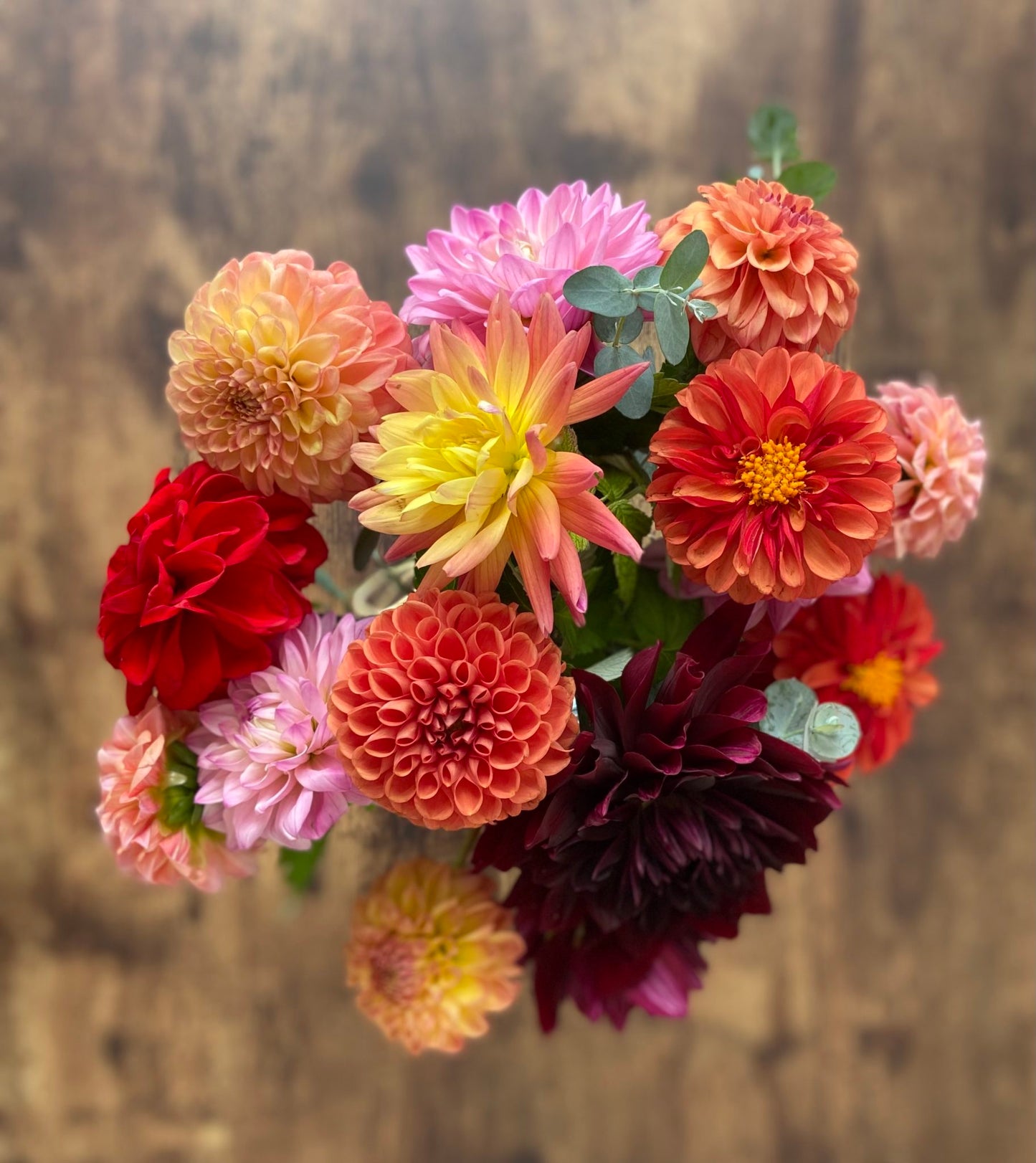Dahlia 3