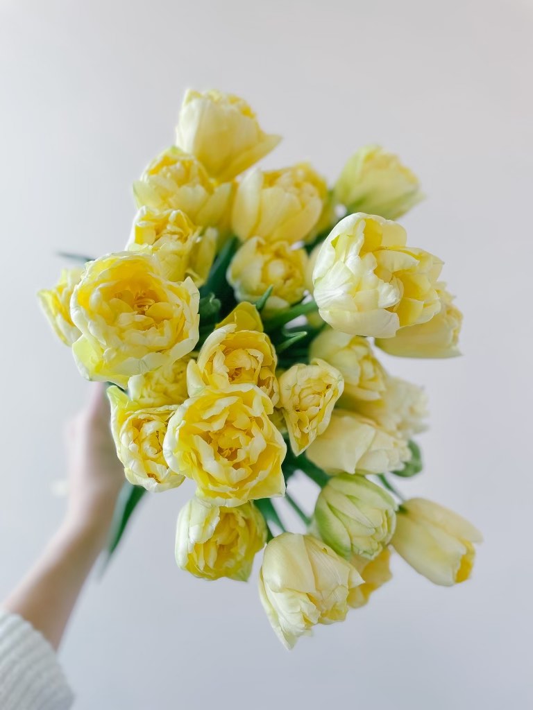 Tulip Festival