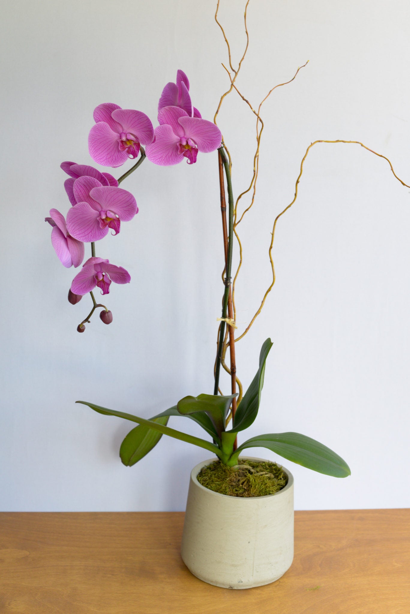 philodendron orchid Phalaenopsis Orchid – Little Acre Flowers