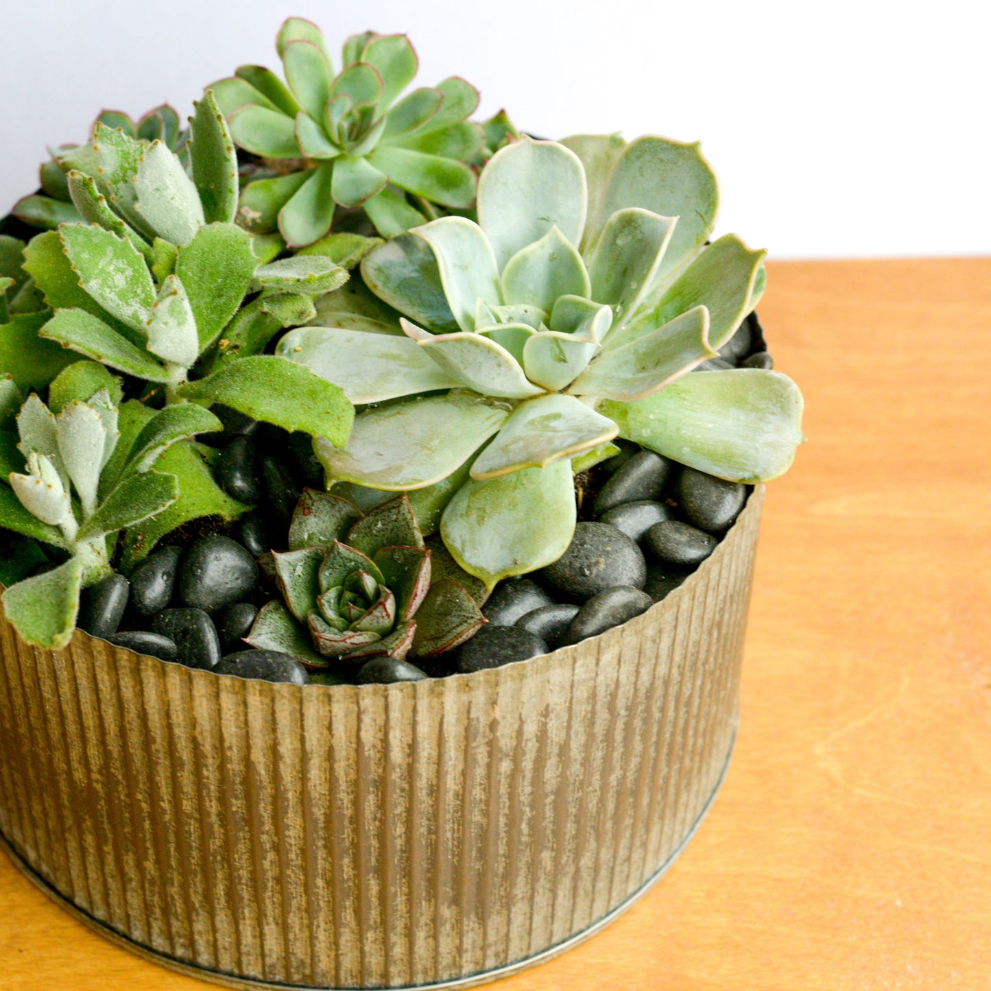succulent garden – 2