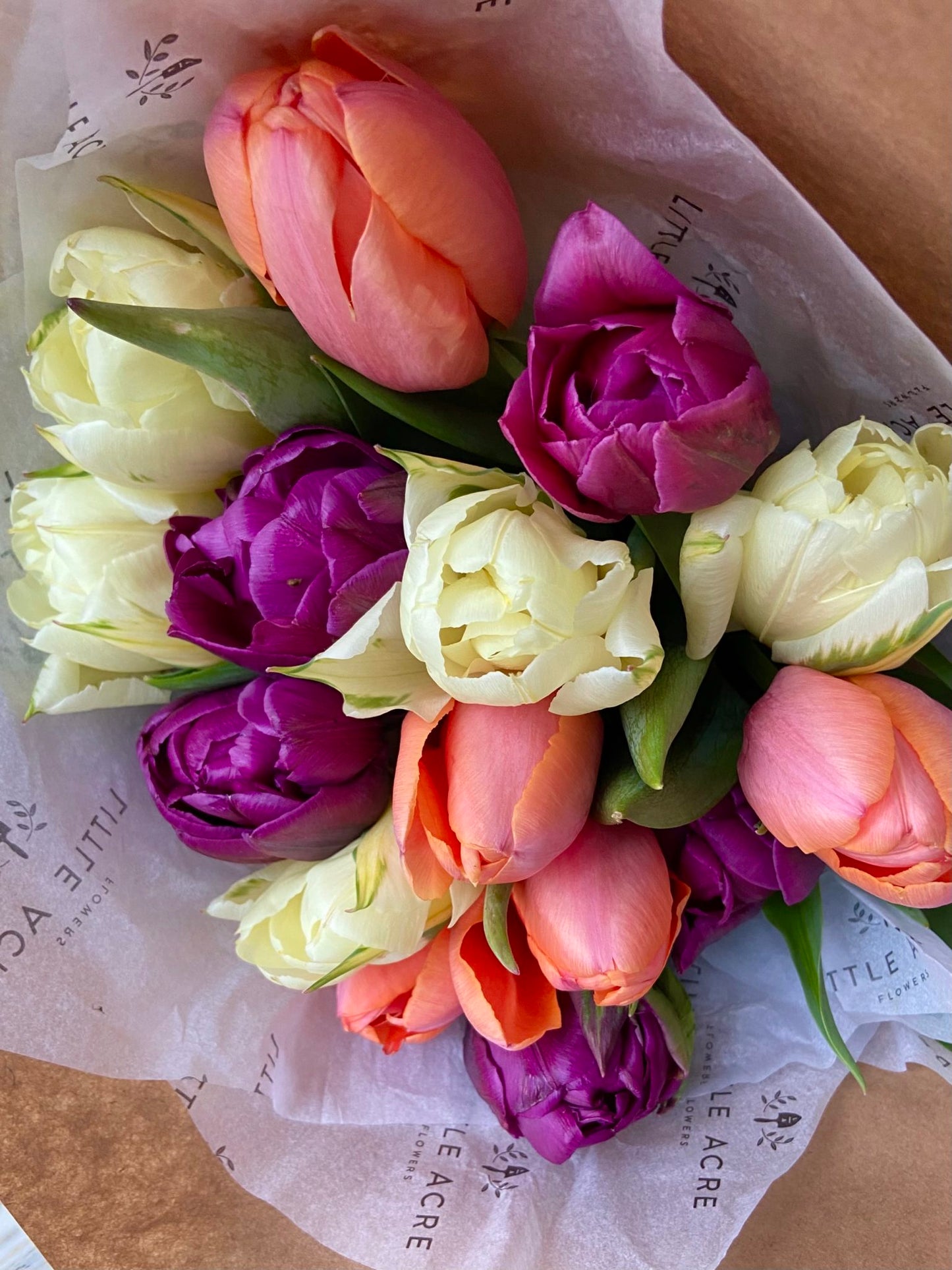 tulip fest 2a