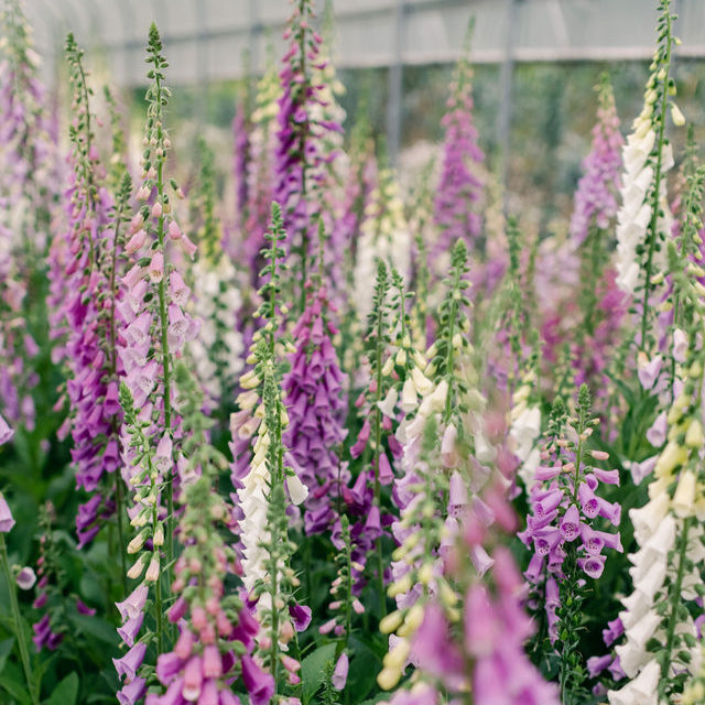 Sustainability Little Acre Flowers