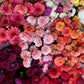 Flower of the Month Club