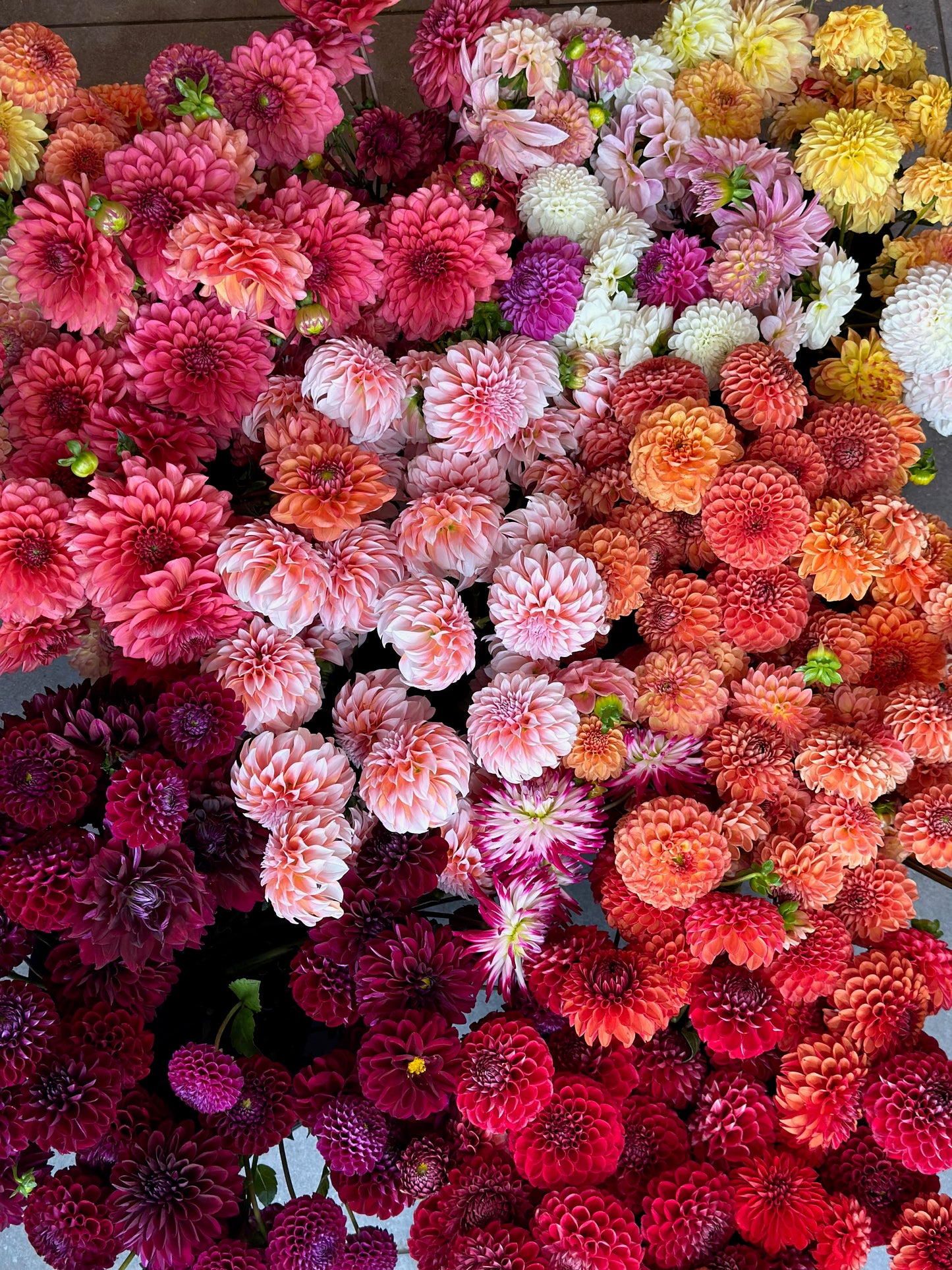 Flower of the Month Club