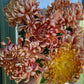 Flower of the Month Club