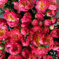 Flower of the Month Club