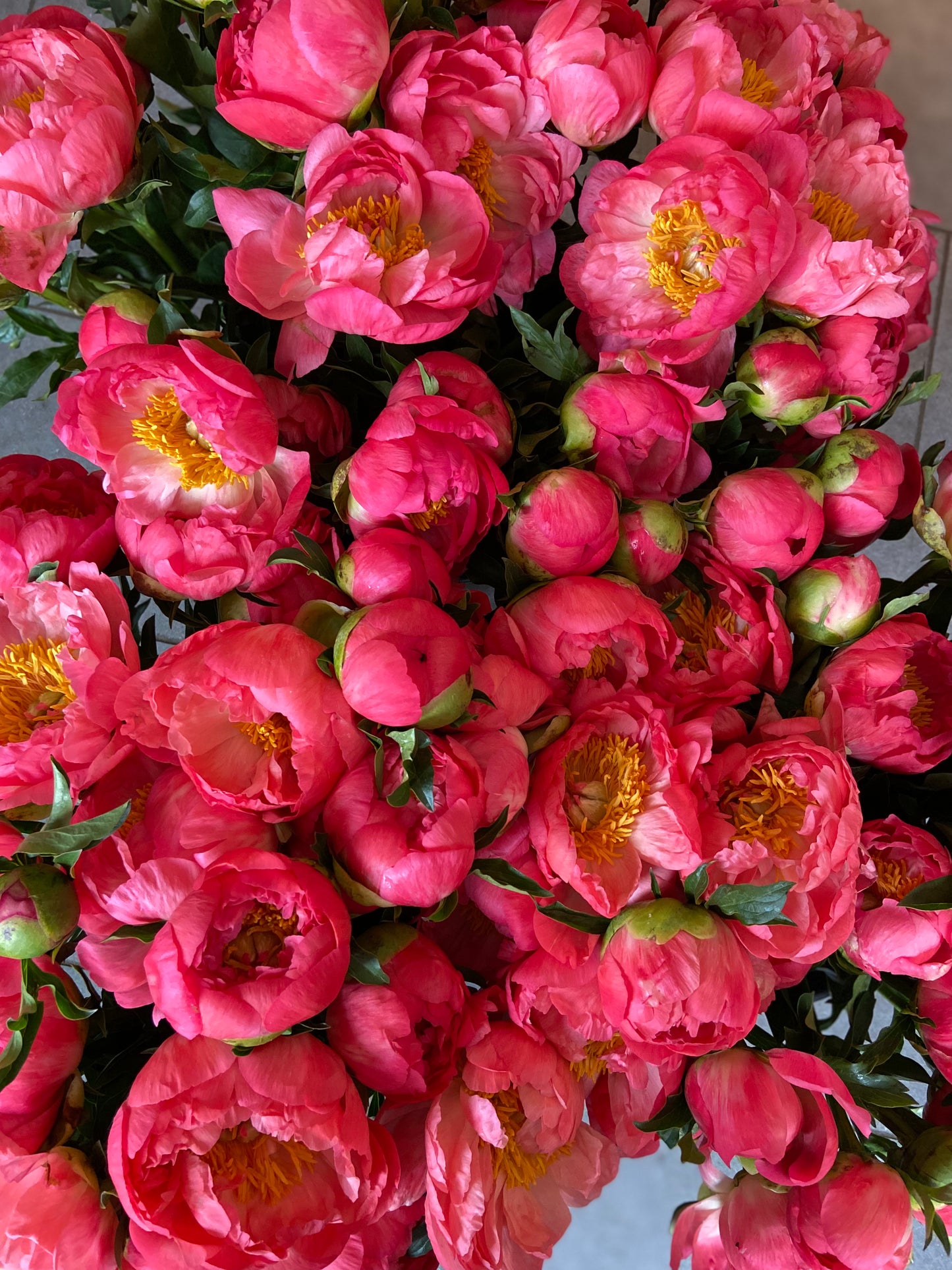Flower of the Month Club