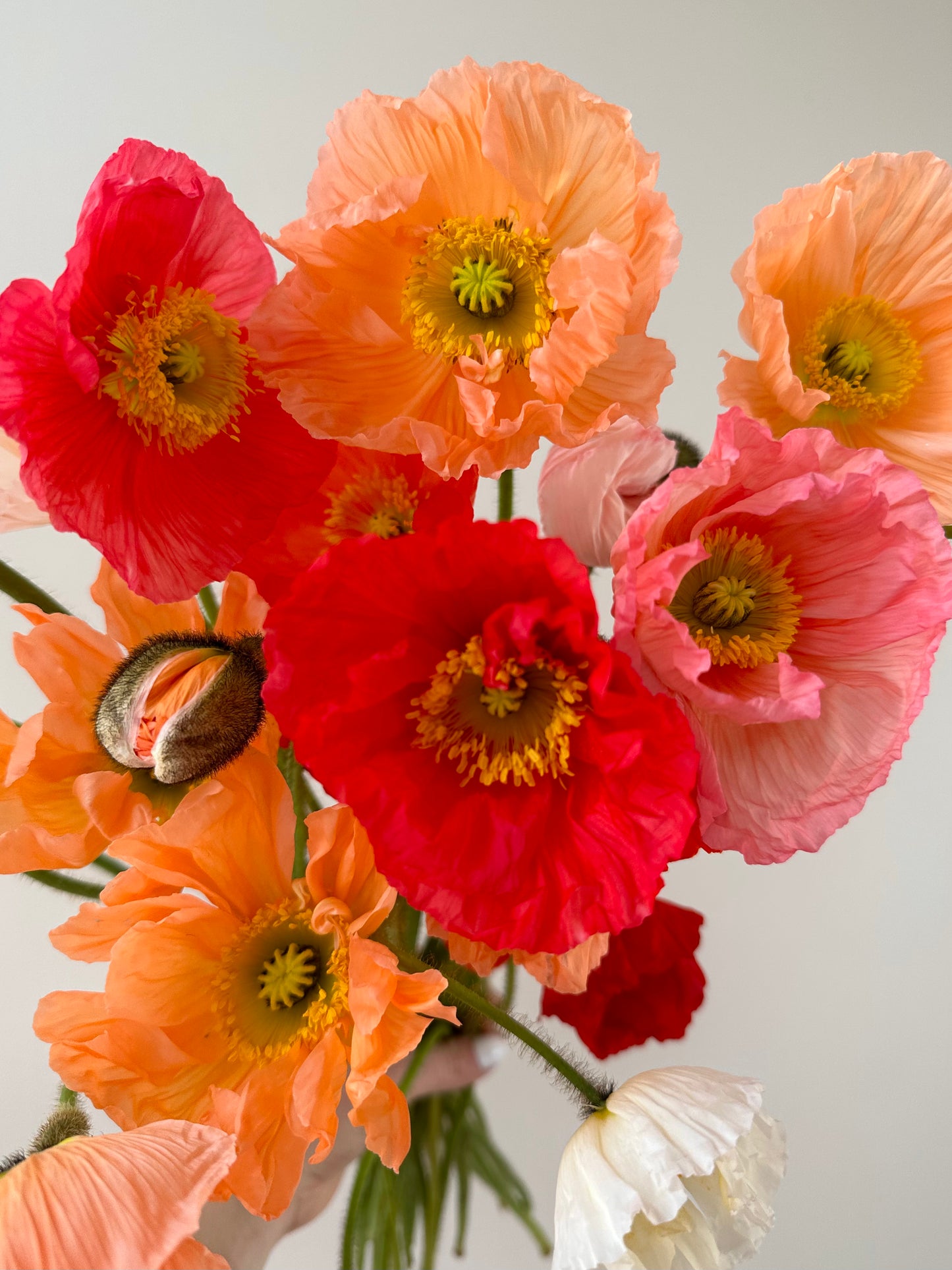 Flower of the Month Club