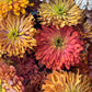 Flower of the Month Club