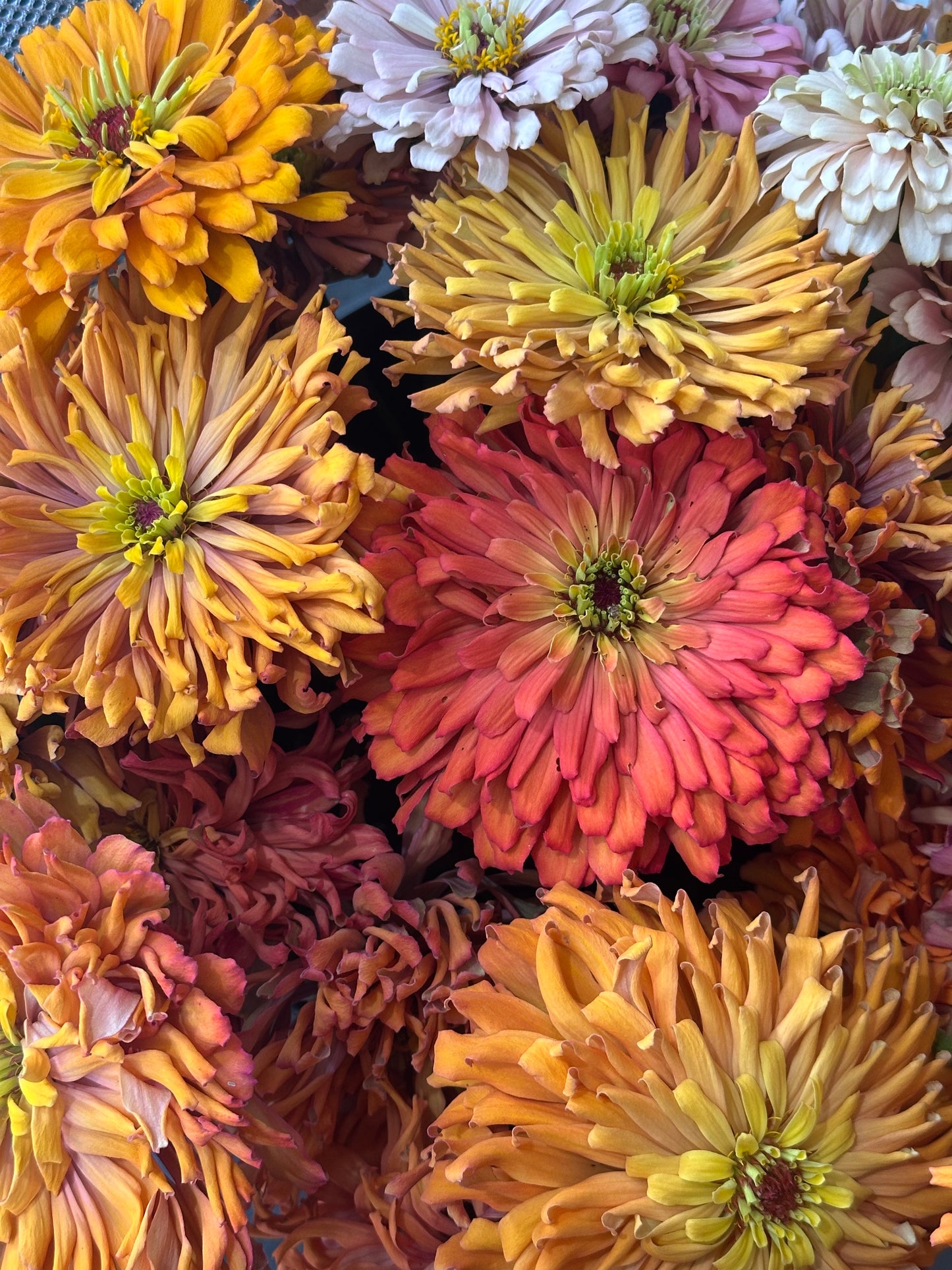 Flower of the Month Club