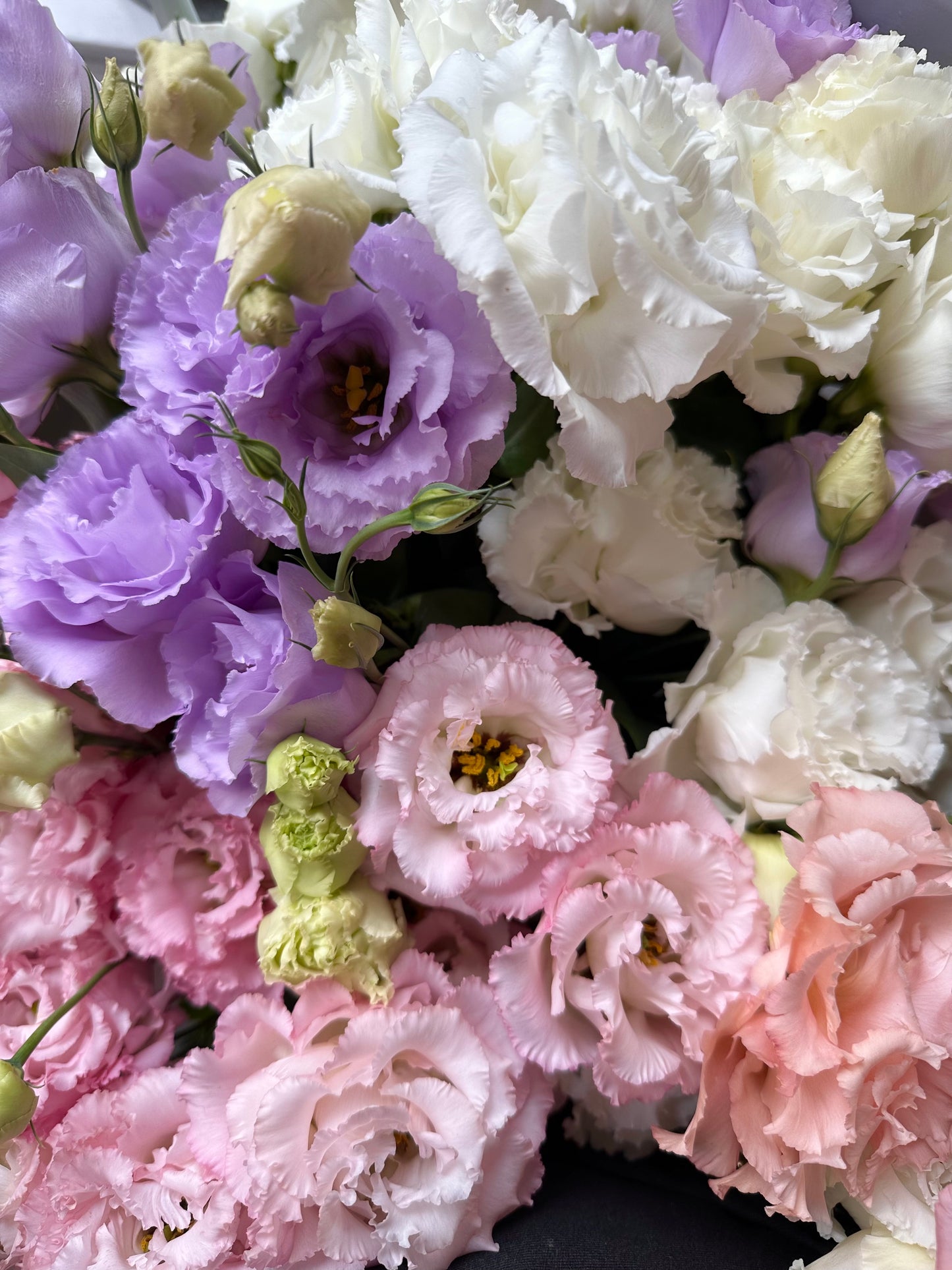 Lisianthus Dreams