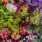Bucket of Blooms