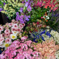 Bucket of Blooms