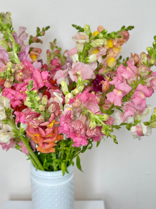Bunches o' Snaps