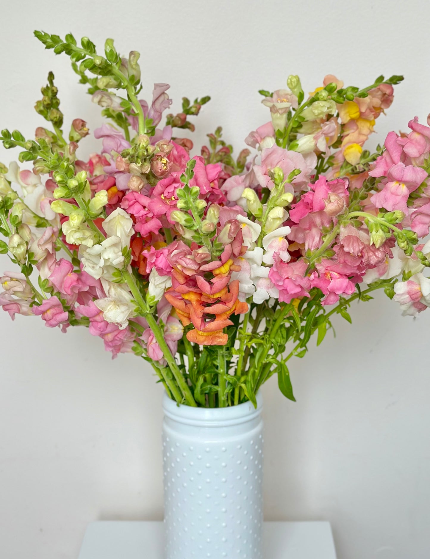 Bunches o' Snaps