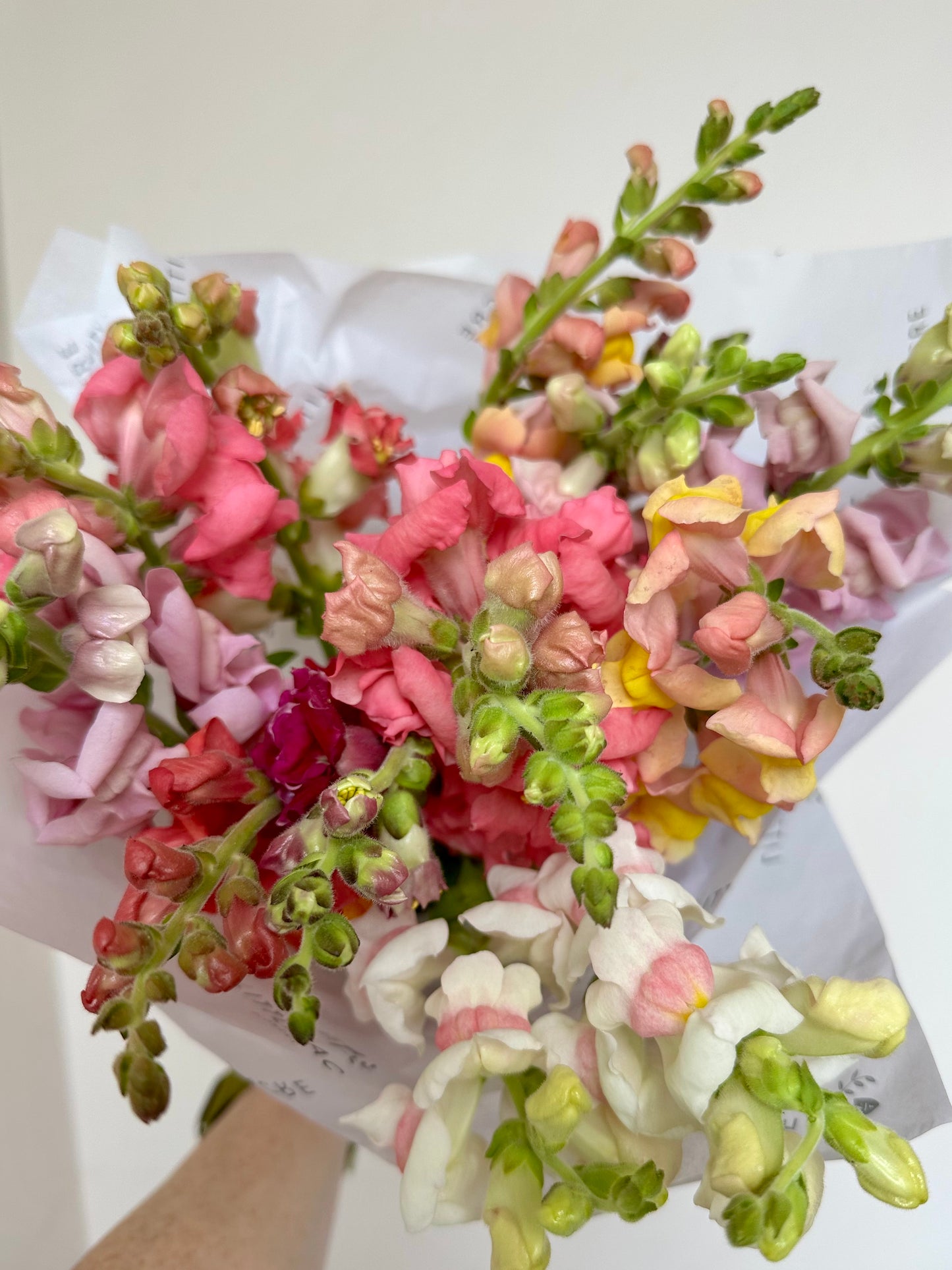 Bunches o' Snaps