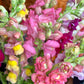Bunches o' Snaps