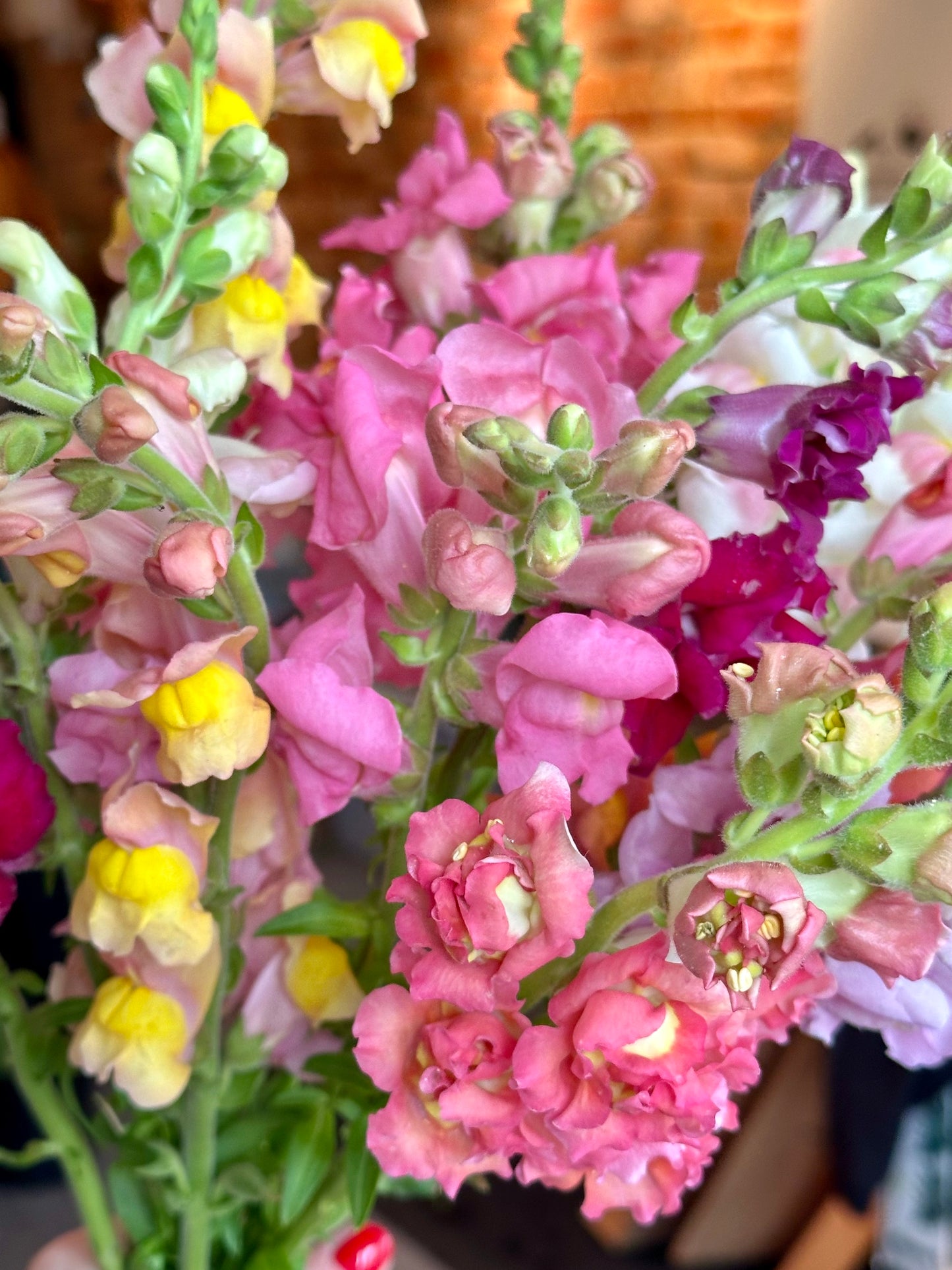 Bunches o' Snaps