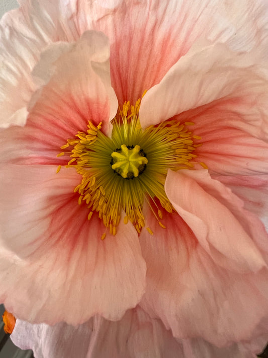 Local Flower Subscriptions