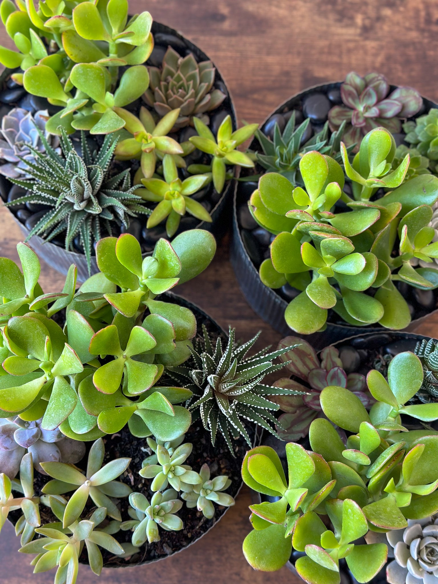 succulent.plants Mixed Succulent Garden – Little Acre Flowers