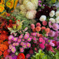 Bucket of Blooms