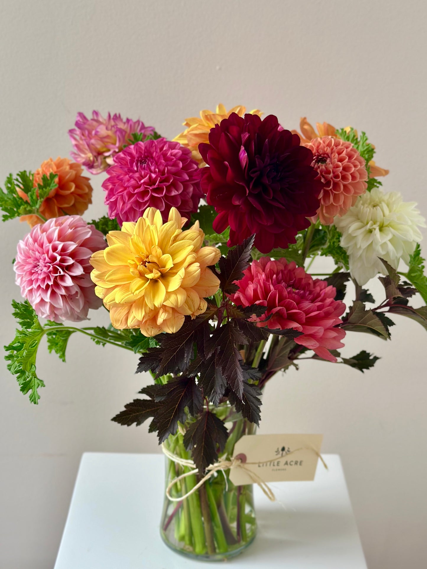 Dahlia Daze