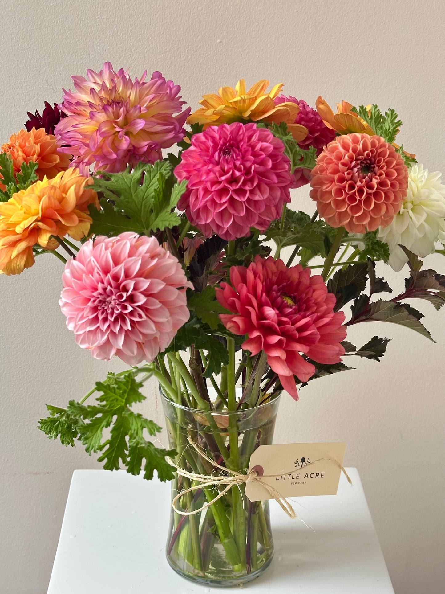 Dahlia Daze