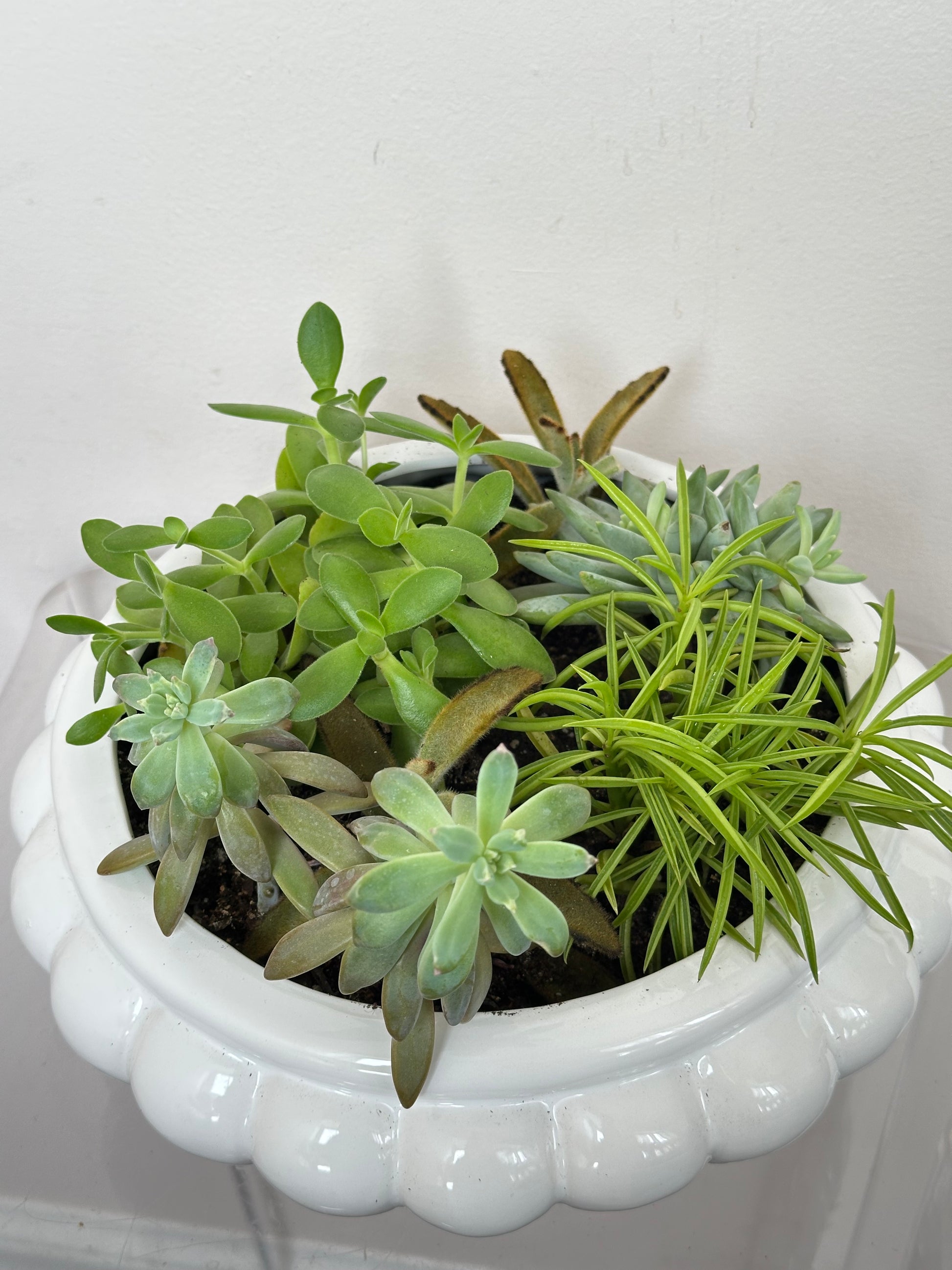 mixed succulent arrangement Mixed Succulent Garden – Little Acre Flowers