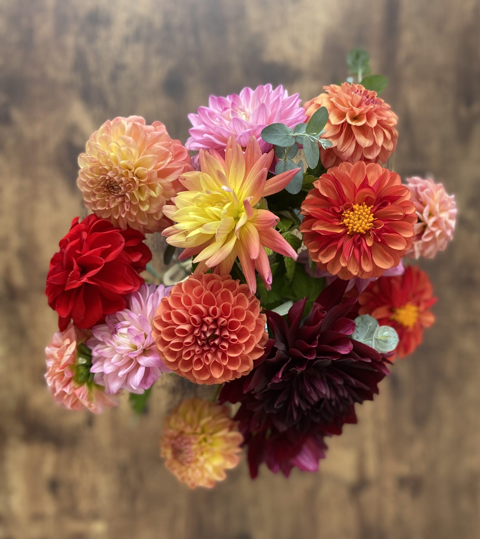 Dahlia 3