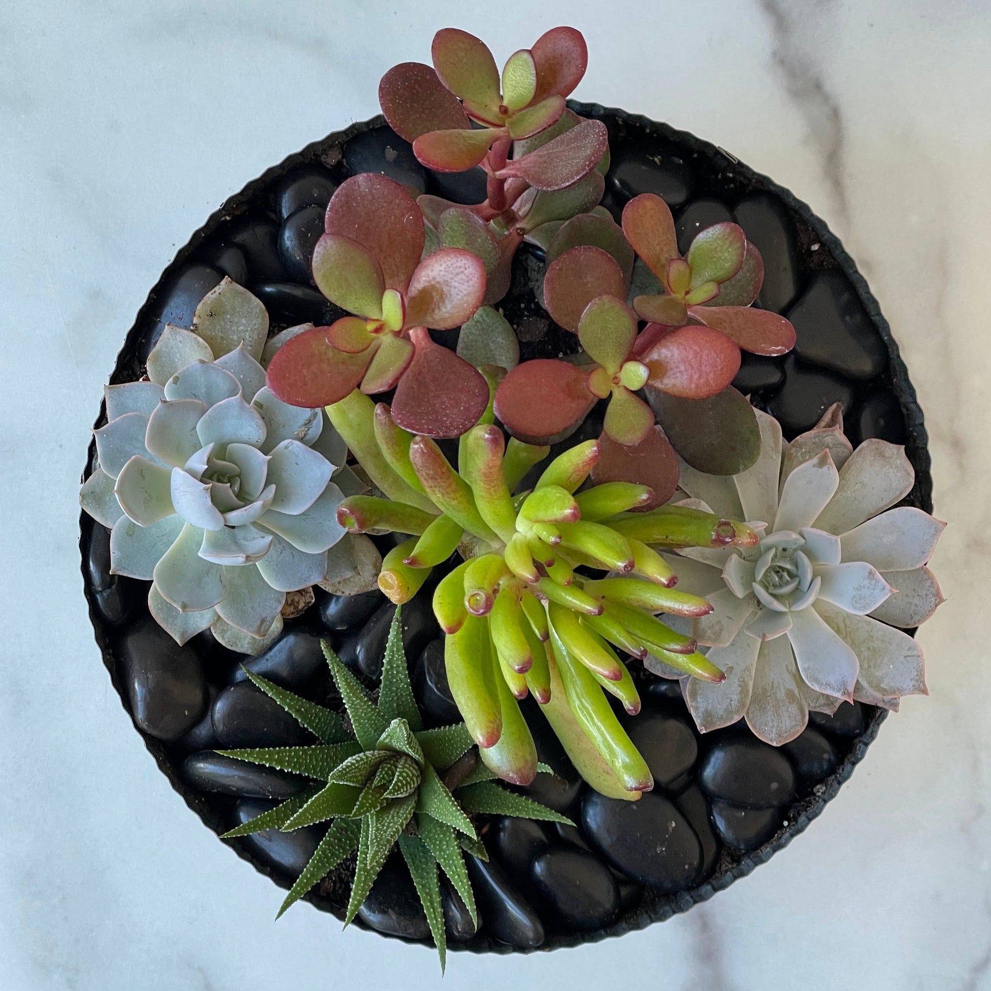 flowers mixed with succulents Mixed Succulent Garden – Little Acre Flowers