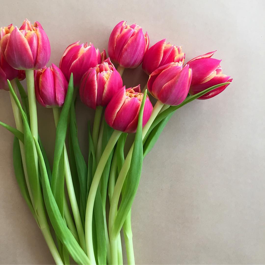 local tulips