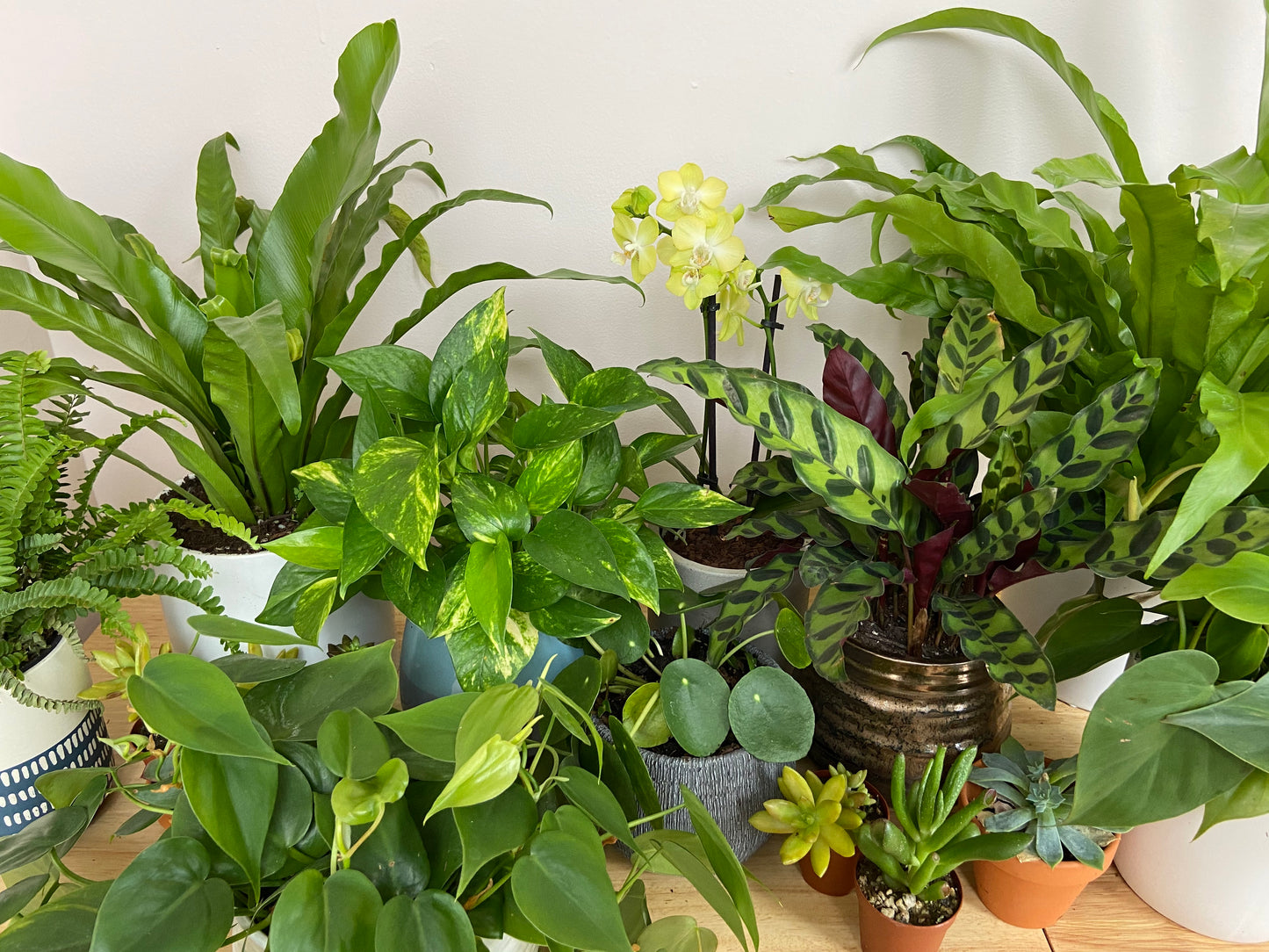 Grower's Choice Potted Plant