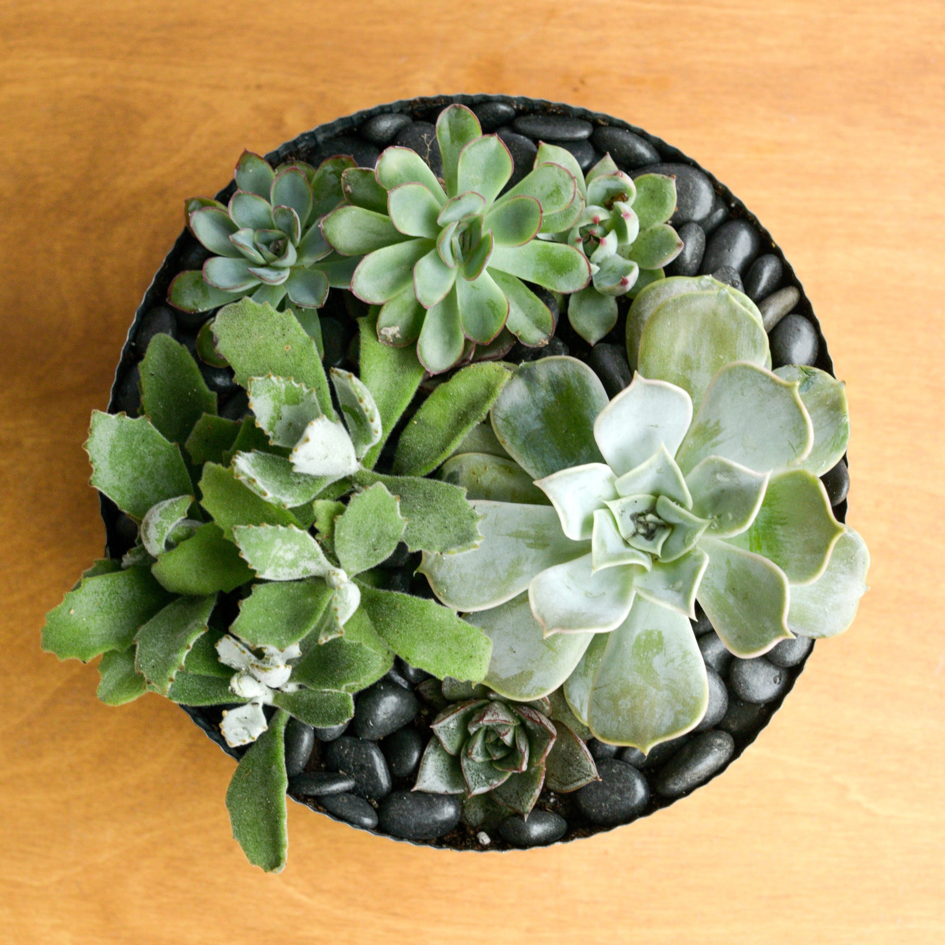 succulents mixed with flowers Mixed Succulent Garden – Little Acre Flowers